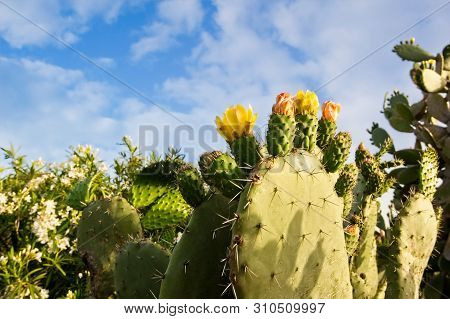 Yellow Prickly Pear Cacti Blossoms. Common Plants Of Sardinia.