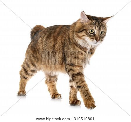 Kurilian Bobtail In Front Of White Background