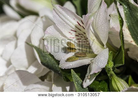 Beautiful White Lily With Variegated Petals And Yellow Core With Drops Of Clear Water Close-up. Beau