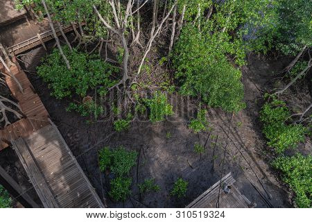 Lady Sitting On Balcony In Mangrove Forest Viewpoint