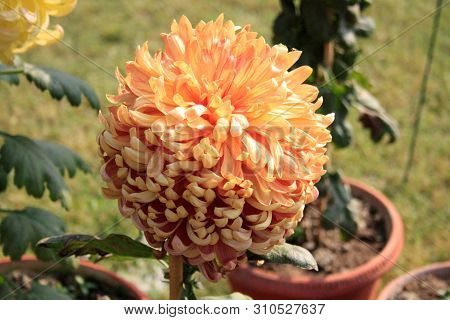 Chrysanthemum Flower At A Flower Show In Town