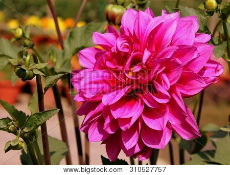 Chrysanthemum Flower At A Flower Show In Winters