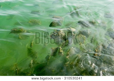 Black Striped Fishes Seawater Fishes Swimming In The Green Waters Of Dwarka Gujarat India