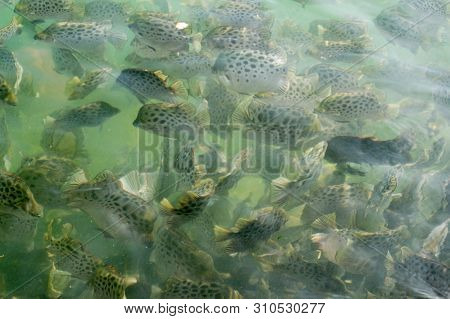 Black Striped Fishes Seawater Fishes Swimming In The Green Waters Of Dwarka Gujarat India