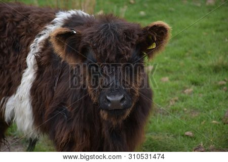 Sweet Expresson On The Face Of A Belted Galloway Calf.