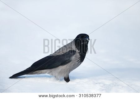 Close Up Of A Hooded Crow (corvus Cornix) In Snow.