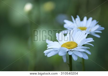 Field Of Camomiles At Sunny Summer Day At Nature. Aromatherapy By Herbs Camomile Daisy Flowers. Macr