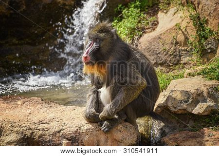 Mandrill, Mandrillus Sphinx. Close Up Of A Male Mandrill Against The Background Of A Waterfall