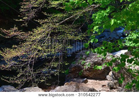North Korean Amazing Scenery. Mountain Forest. A Tree Branch Stretching Over Mountain Creek. Ulim Wa
