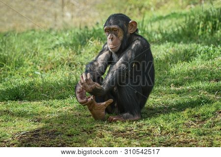 Chimpanzee, Pan Troglodytes, Common Chimpanzee, Robust Chimpanzee, Chimp With Coarse Black Hair, Bar