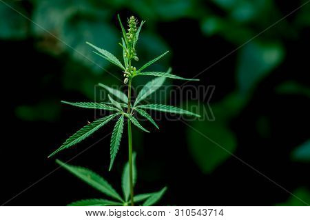 Plant Hemp With Flower Ovary Close-up, Insect Sitting On A Leaf.