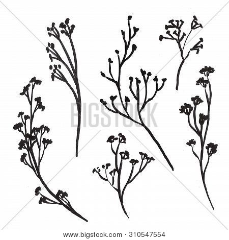 Set Of Ink Drawing Wild Plants,  Monochrome Artistic Botanical Illustration, Isolated Flon White Han