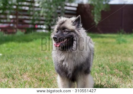Deutscher Wolfspitz Is Standing On A Green Meadow. Keeshond Or German Spitz. Pet Animals.