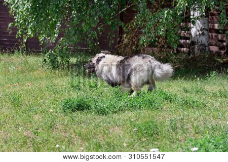 Deutscher Wolfspitz Is Running On A Green Grass. Keeshond Or German Spitz. Pet Animals.