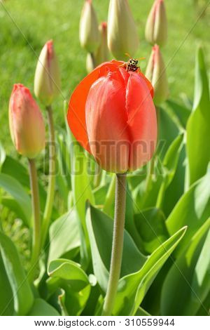 Wasp Sitting On The Red Tulip Flower On Green Background.