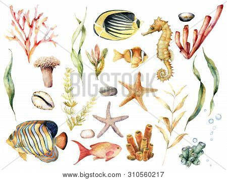 Watercolor Set With Tropical Fishes And Coral Reef Plants. Hand Painted Butterflyfish, Angelfish, Se