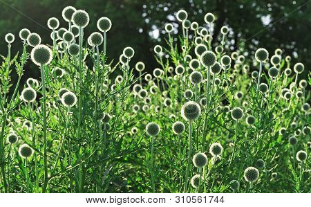 Echinops Or Thistle. Round And Spiky Flowers Of Echinops Sphaerocephalus (names: Glandular Globe-thi