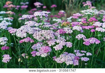 Blooming Flowers Of Yarrow. Yarrow From The Astrov Family, Used As A Medicinal, Spicy, Ornamental An