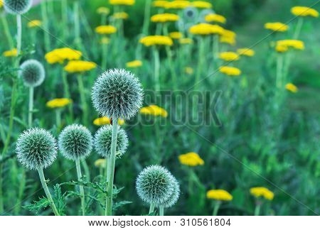 Echinops Or Thistle. Round And Spiky Flowers Of Echinops Sphaerocephalus (names: Glandular Globe-thi