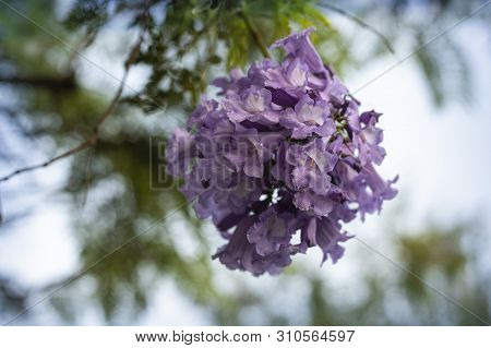 Lilac Flowers On Branch Of Jakaranda Blooming Tree