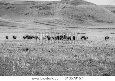 Herd Of Horses With Shepherd On A Green Meadow. Horse Farm Pasture With Mare And Foal. Summer Day La