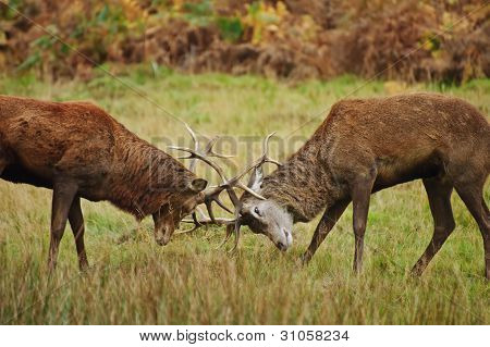 Red Deer Stags klání s parohy podzim podzim lesní louce