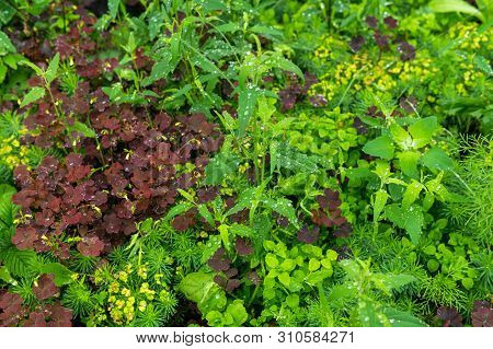 Natural Background - Meadow With A Variety Of Grassy Vegetation During The Rain Close Up