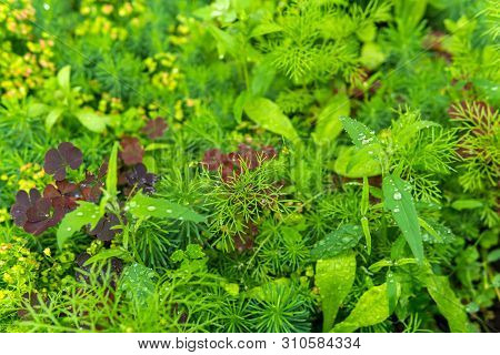 Natural Background - Meadow With A Variety Of Grassy Vegetation During The Rain Close Up