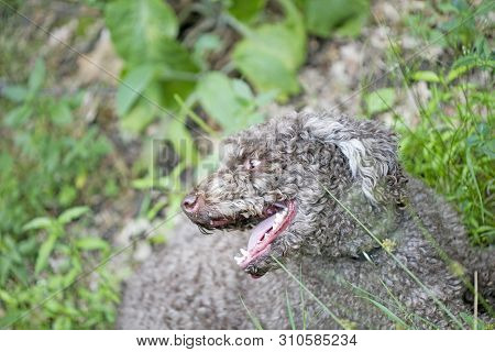 Sweet Truffle Dog Portrait Lagotto Romagnolo Breed Macro Background Fine Art In High Quality Prints 