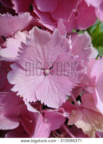 Flower Macro Background Fine Art In High Quality Hydrangea Family Hydrangeaceae