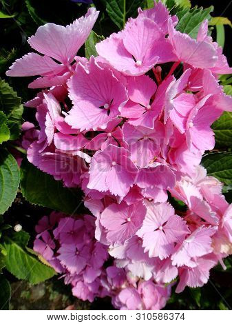 Flower Macro Background Fine Art In High Quality Hydrangea Family Hydrangeaceae