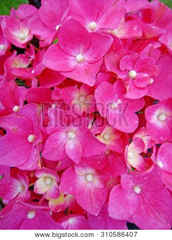 Flower Macro Background Fine Art In High Quality Hydrangea Family Hydrangeaceae