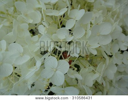 Flower Macro Background Fine Art In High Quality Hydrangea Family Hydrangeaceae