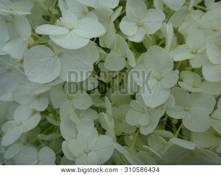 Flower Macro Background Fine Art In High Quality Hydrangea Family Hydrangeaceae