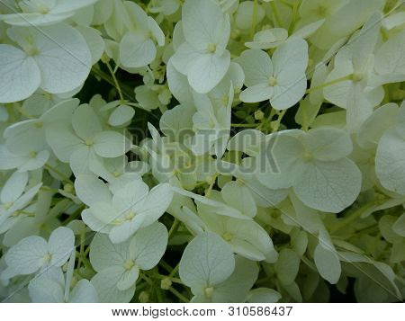 Flower Macro Background Fine Art In High Quality Hydrangea Family Hydrangeaceae