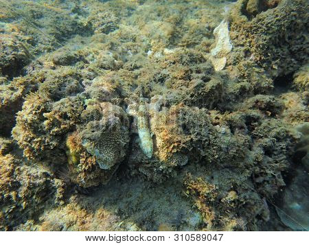 Synodus Intermedius, The Common Sand Diver, Is A Species Of Fish In The Lizardfish Family, The Synod