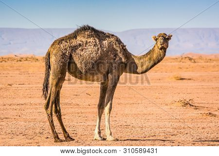 Wild Camel In Desert Sahara In Erg Chigaga, Morocco