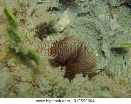 Sabellidae (feather Duster Worms) Are A Family Of Marine Polychaete Tube Worms Characterized By Prot