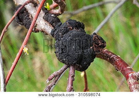 Closeup Of A Fungus Growth On A Tree Branch