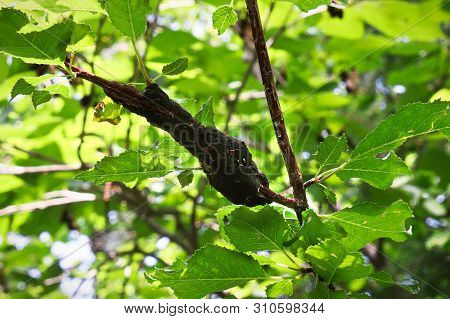 A Mass Of Fungus Growth On A Tree In Full Leaf
