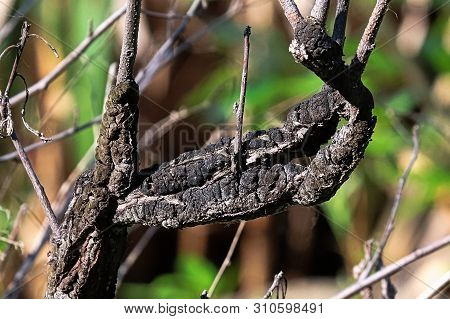 Closeup Of Black Knot Covering A Branch