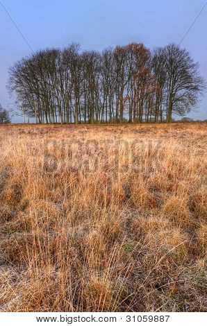 Golden Grass Landschaft mit Baumgruppe am Horizont bei Sonnenaufgang