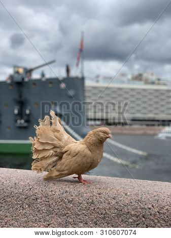 Beautiful Large Brown Purebred Pigeon Sitting On Granite Embankment Oncity Landscape Avrora Ship Bac