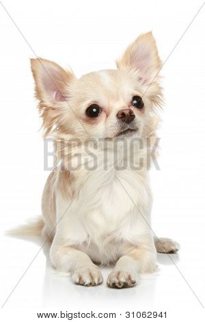 Chihuahua de pêlo longo sobre um fundo branco