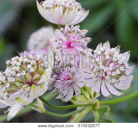 Beautiful And Delicate Astrantia Major Flowers Close Up. Common Name Great Masterwort.