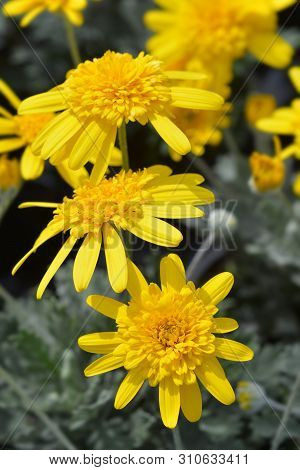 African Bush Daisy Sunshine Silver Double Yellow Flowers - Latin Name - Euryops Sunshine Silver Doub