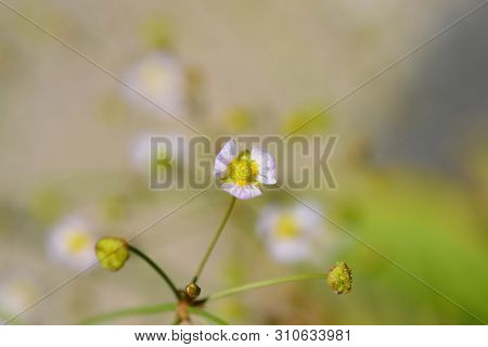 Common Water Plantain - Latin Name - Alisma Plantago-aquatica