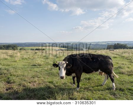 Cows In Summer Landscape Between La Roche And Houffalize In The Belgian Ardennes