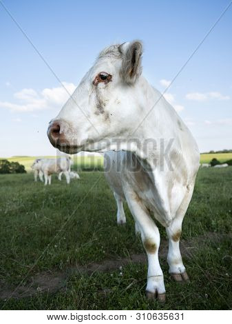 Cows In Summer Landscape Between La Roche And Houffalize In The Belgian Ardennes