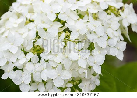 Head With Small Flowers Blooming White Hydrangea, Garden Flower Decorative Beautiful Bush. White Flo
